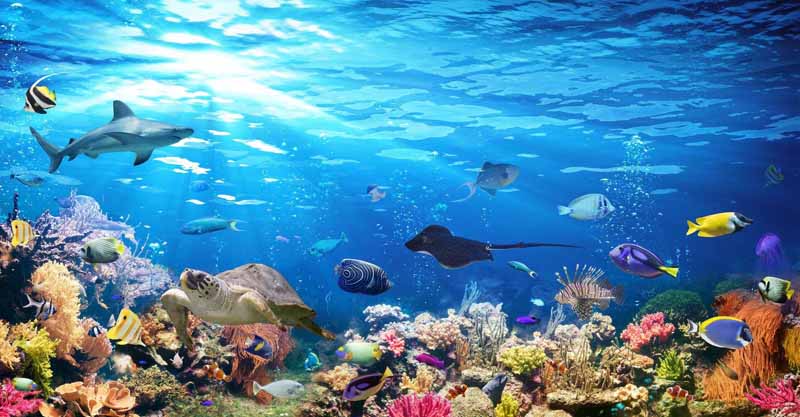 10 Biodiversite de l ocean menacee par le rechauffement