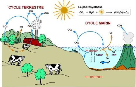 11 Les les puits de carbone