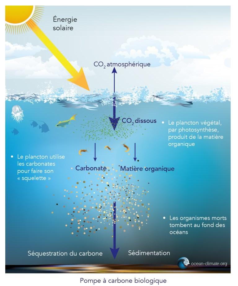 13 Les puits de carbone oceanique