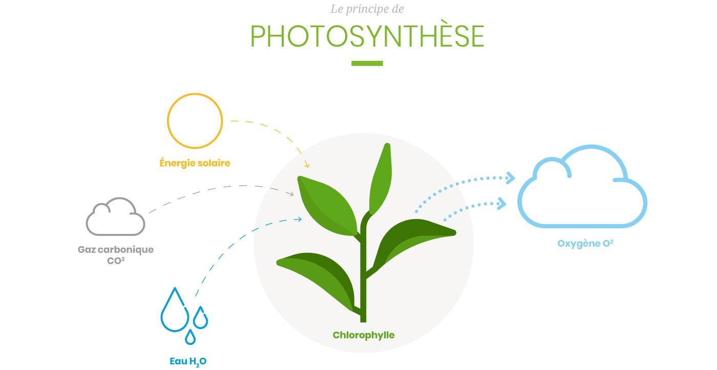 15 La photosynthese