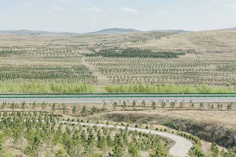 23 Grande muraille de foret de Chine