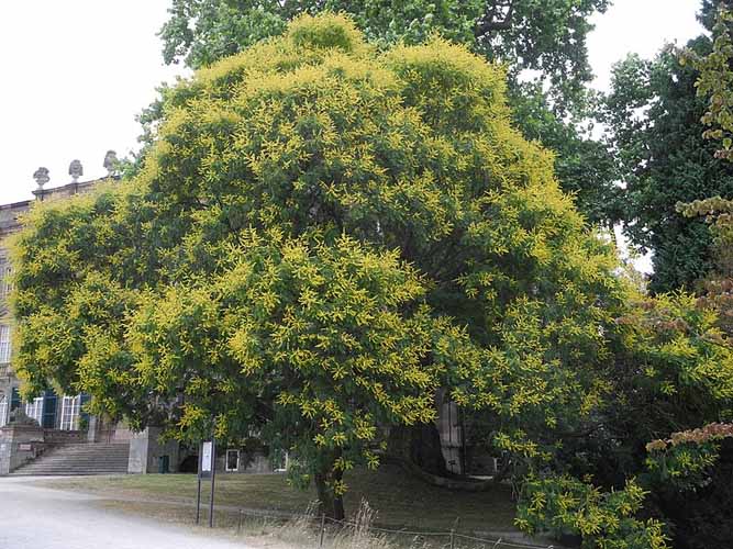 24 Arbre Koelreuteria paniculata