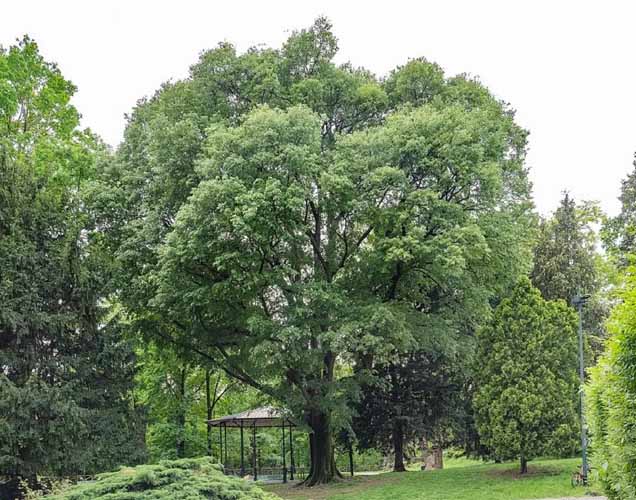 27 Arbre Celtis australis