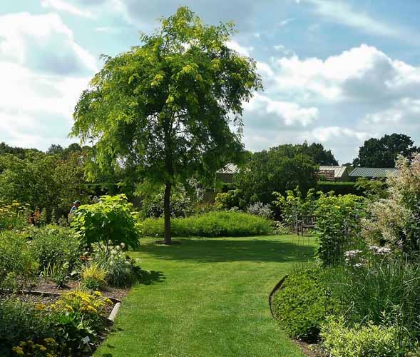 28 Gleditsia Sunburst