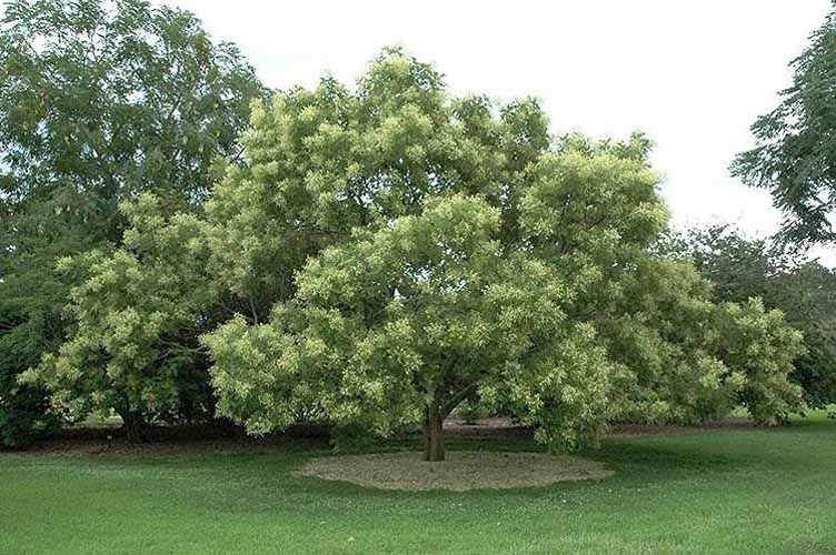 29 Arbre Sophora japonica