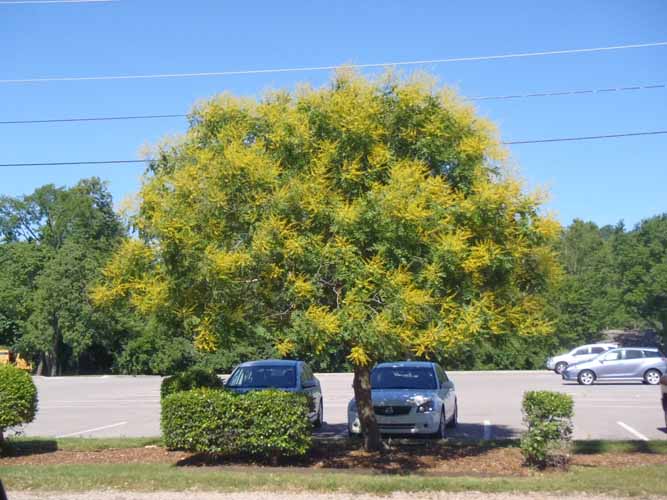 30 Arbre Koelreuteria paniculata