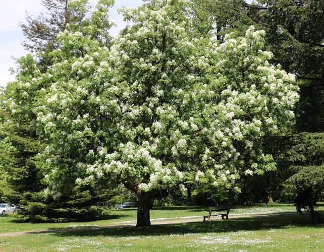 31 Arbre Fraxinus ornus