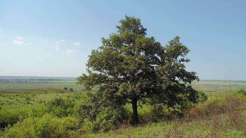 32 Arbre Quercus cerris