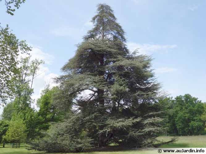 33 Arbre Cedrus atlantica